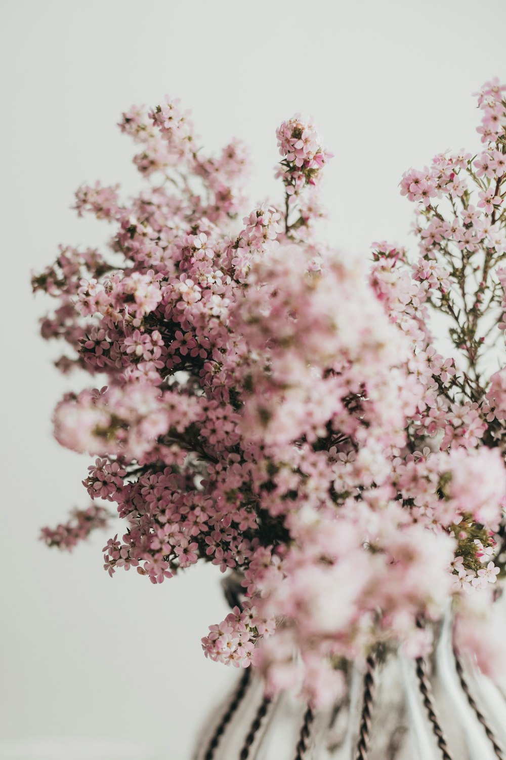 pink and white cherry blossom tree