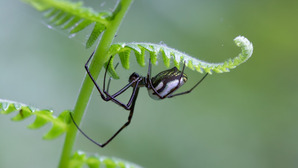 araña negra sobre hoja verde