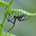 black spider on green leaf