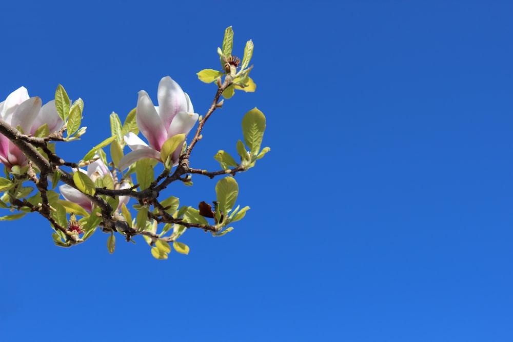 white and pink flower under blue sky during daytime