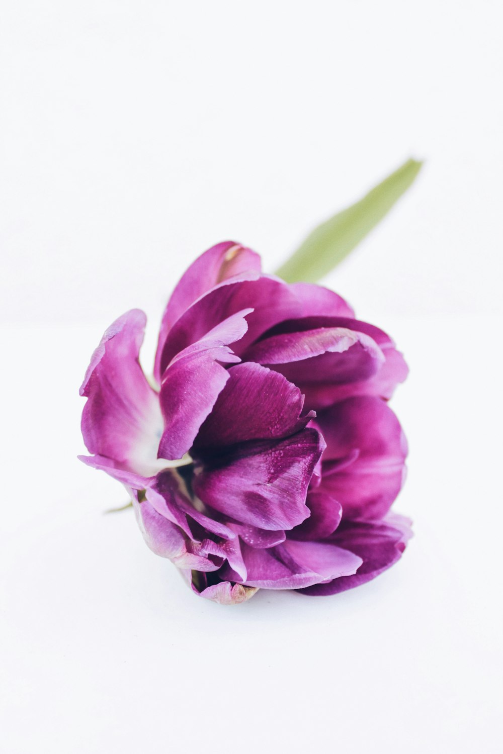 purple flower on white surface