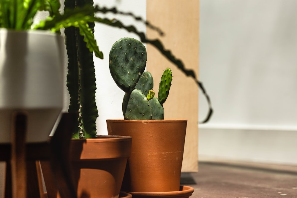 green cactus plant on brown clay pot