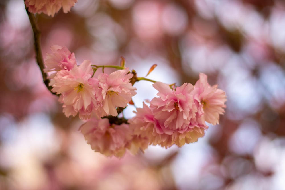 pink flowers in tilt shift lens