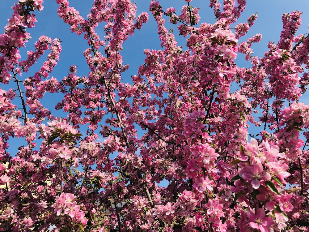 flores rosadas y blancas bajo el cielo azul durante el día