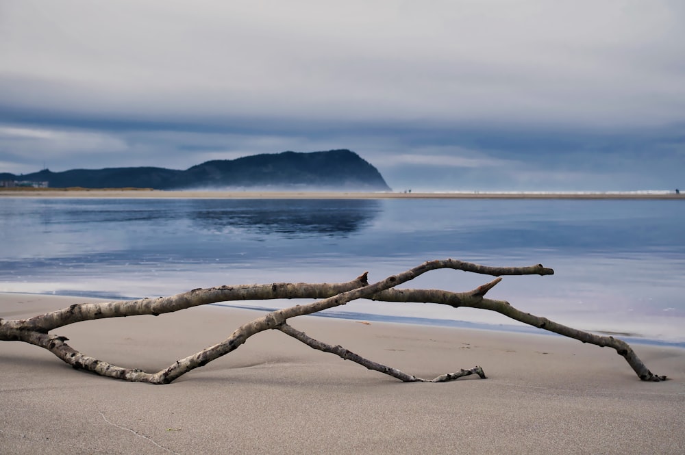 brown tree branch on beach during daytime