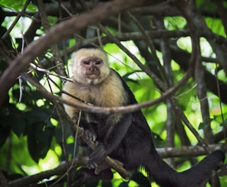 A gentle capuchin monkey sitting calmly on a caretaker’s arm in a leafy sanctuary setting.
