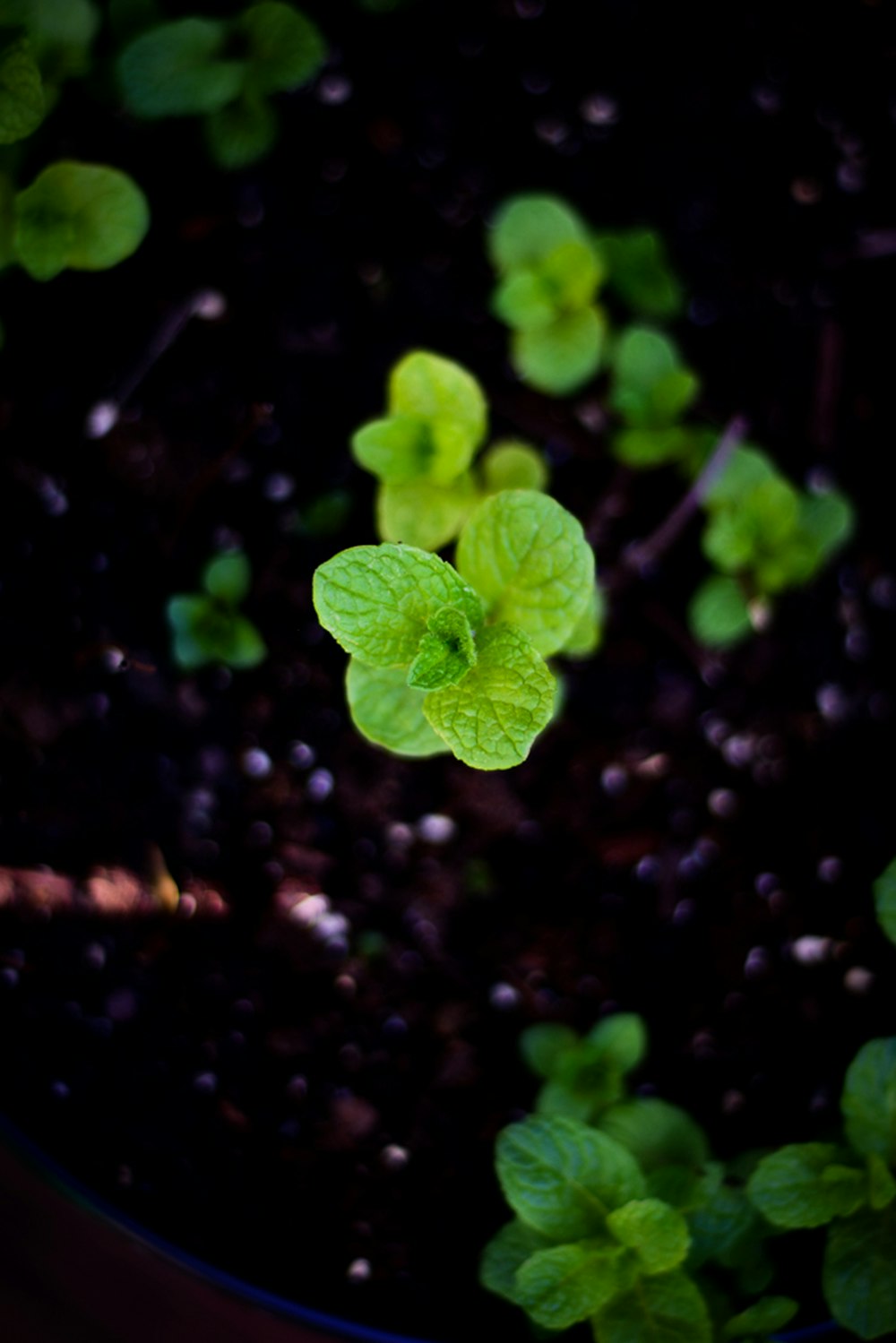 a close up of a plant in a pot