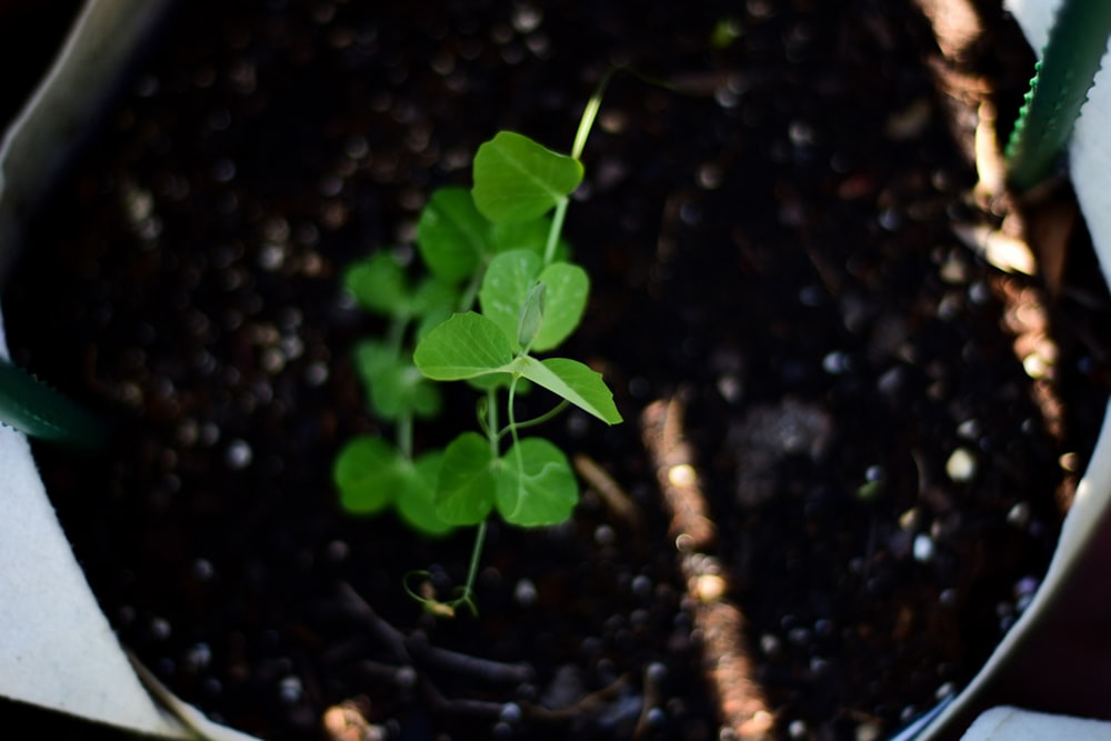 a small plant is growing in a pot