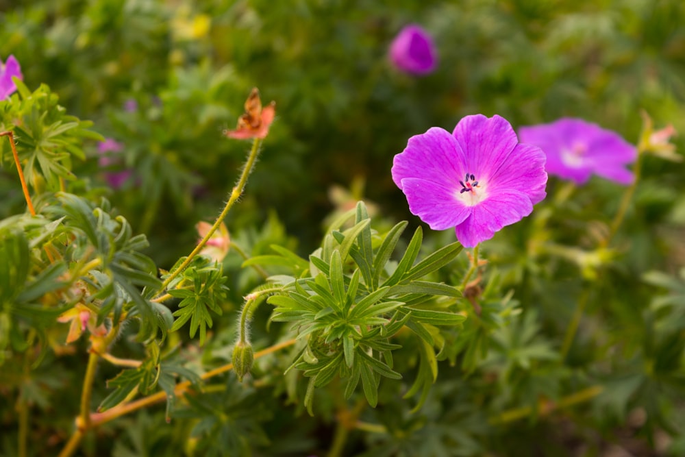 purple flower in green leaves