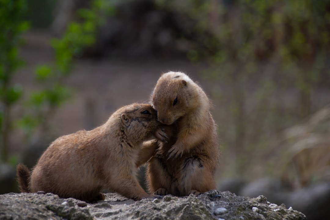 Wildlife photo spot Rotterdam Tilburg