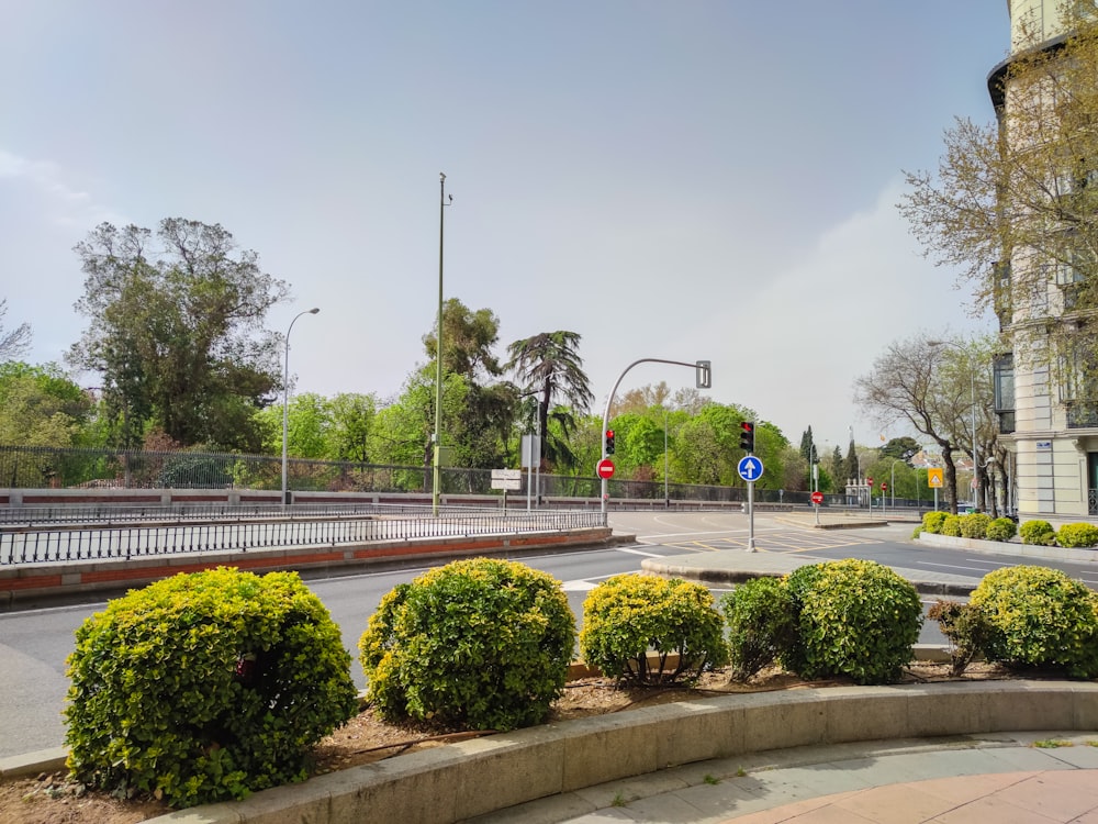 green trees and plants near gray concrete pathway