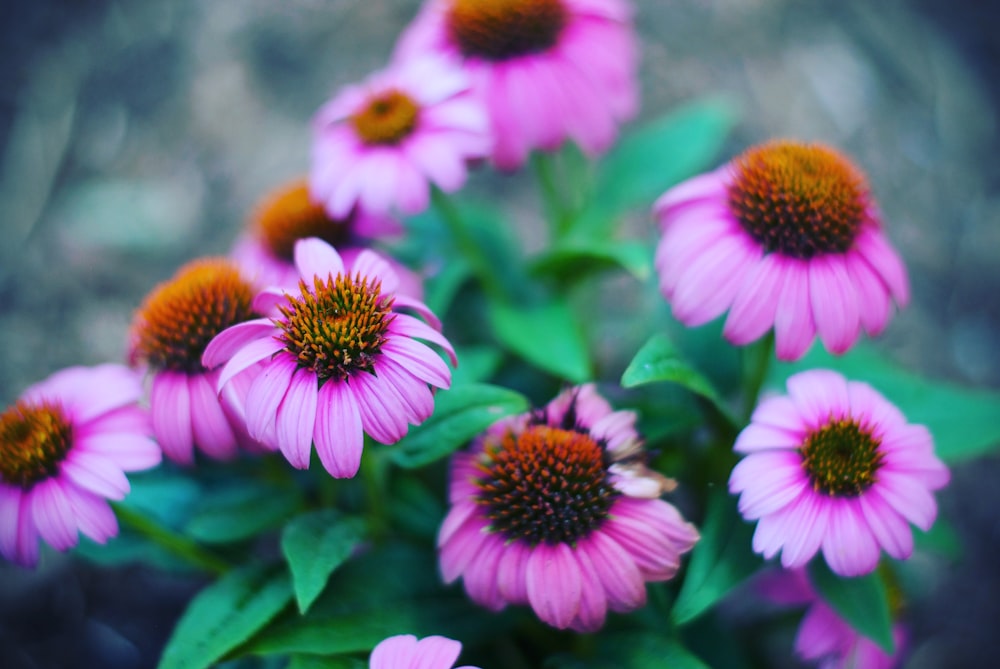 purple and white flower in tilt shift lens