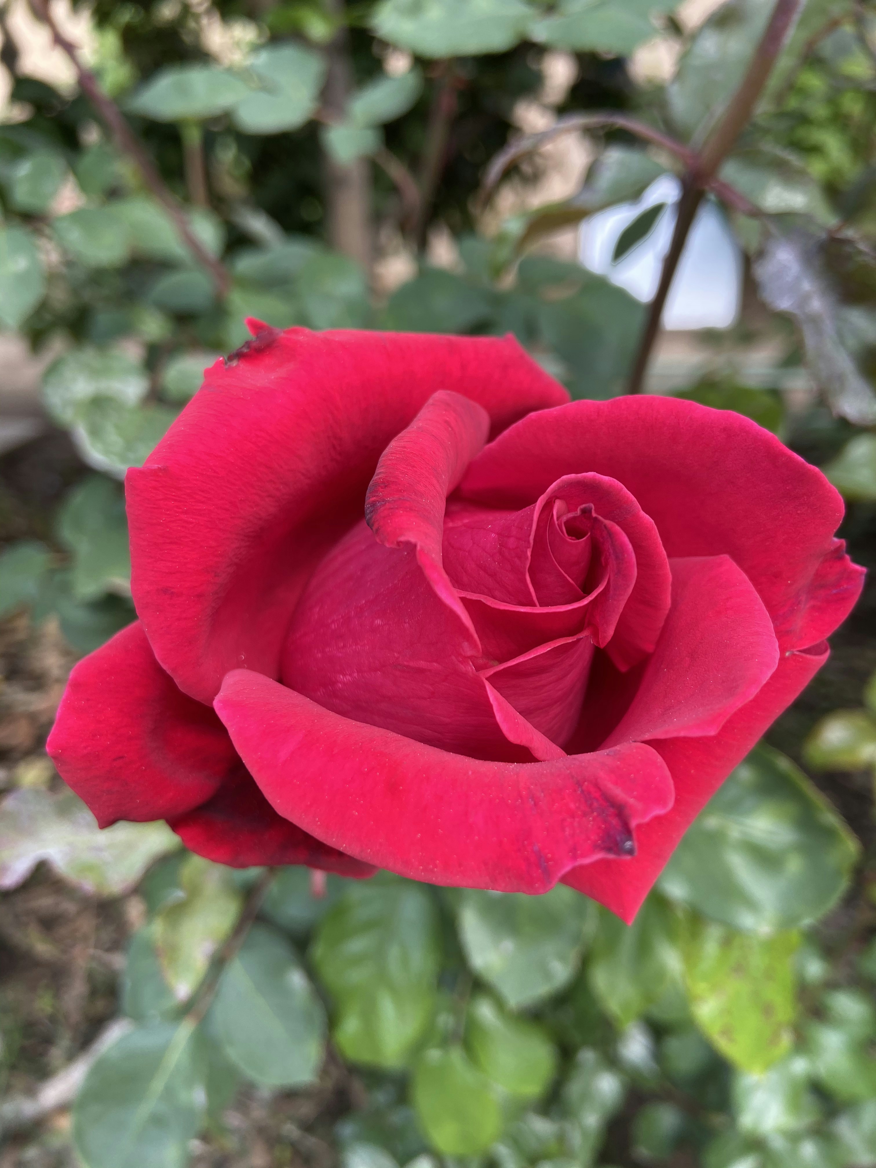 Rosa Roja Clásica