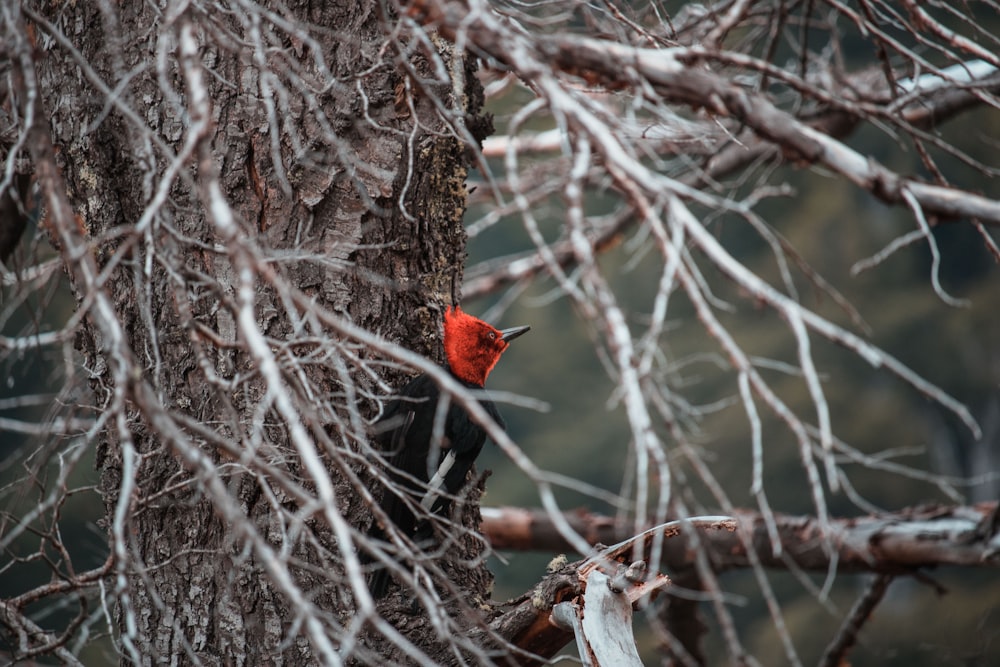 red leaf on brown tree branch