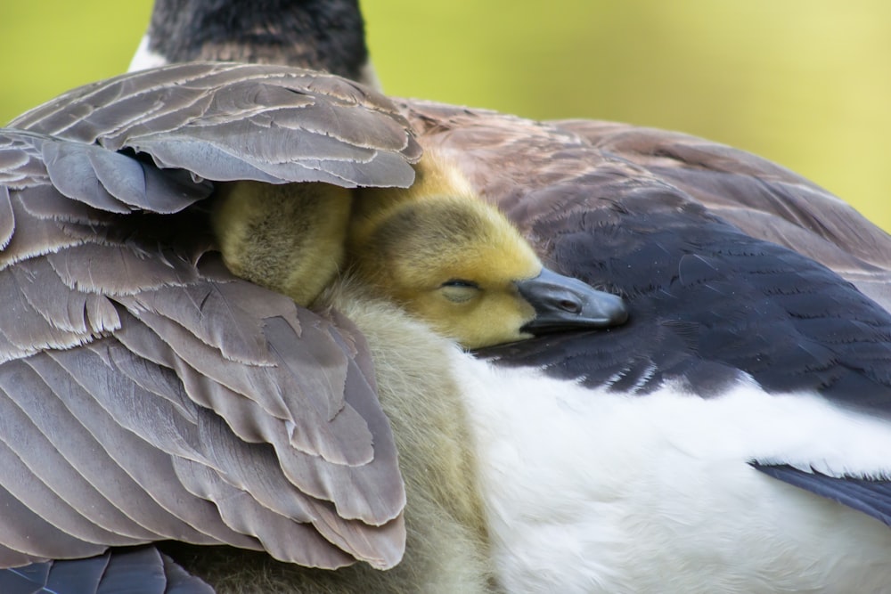 brown and white duck in close up photography