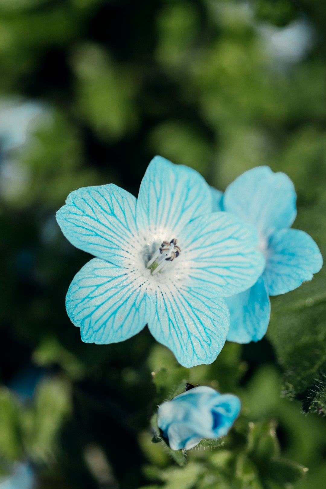 blue flower in tilt shift lens