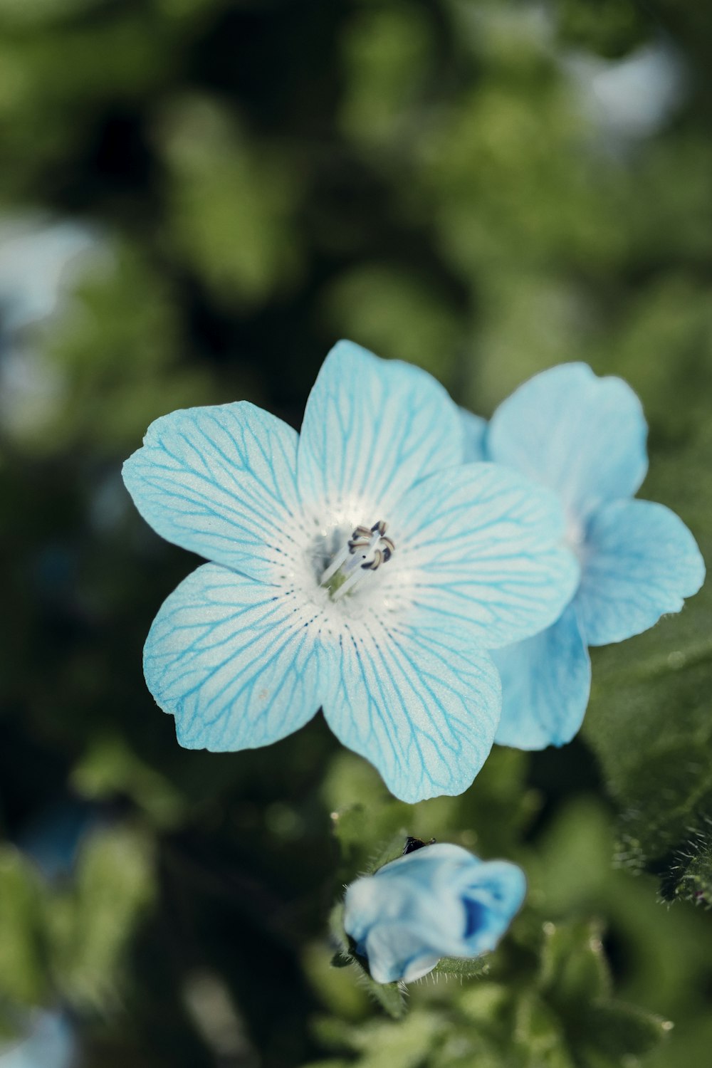 blue flower in tilt shift lens