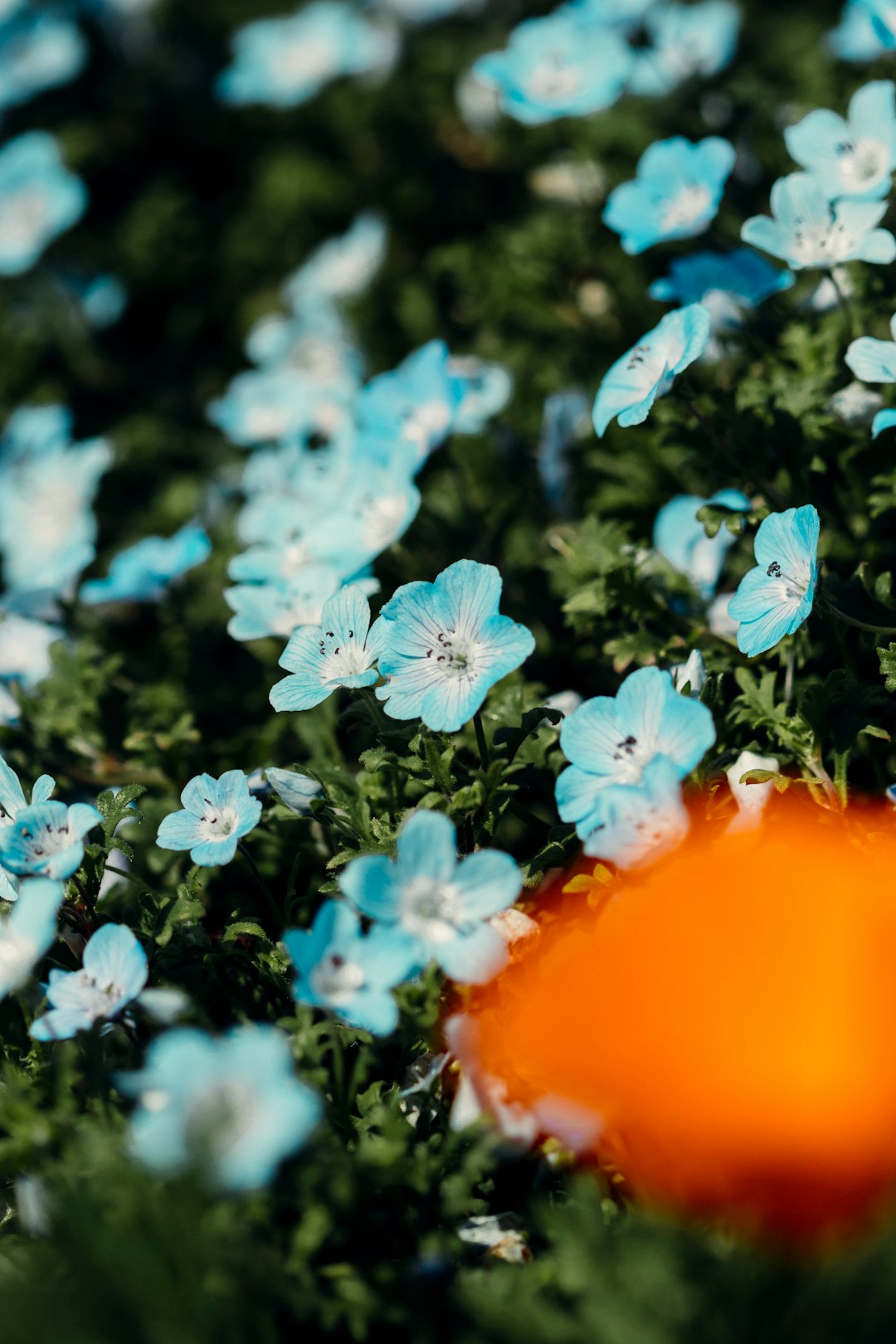 white and blue flowers in tilt shift lens