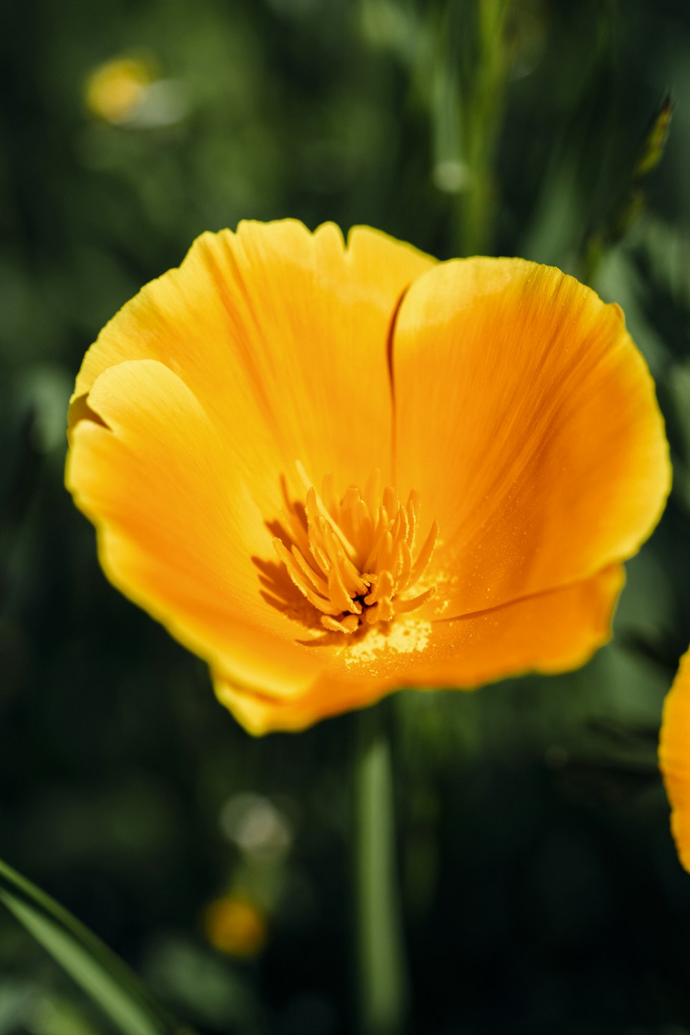 yellow flower in tilt shift lens