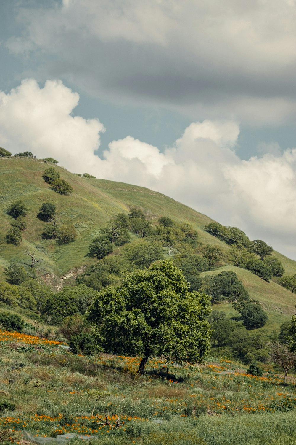 green trees on green grass field under white clouds and blue sky during daytime