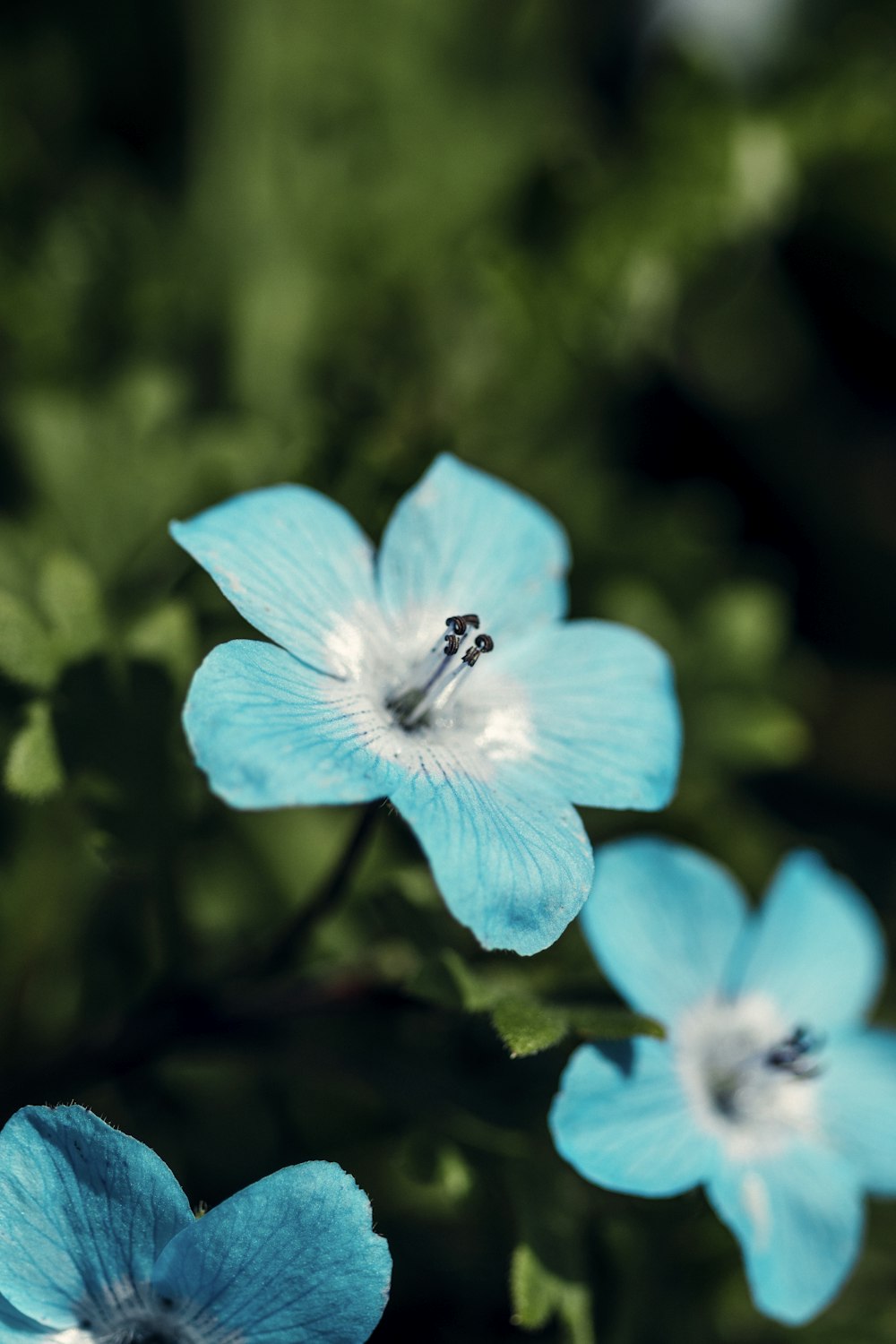 red flower in tilt shift lens