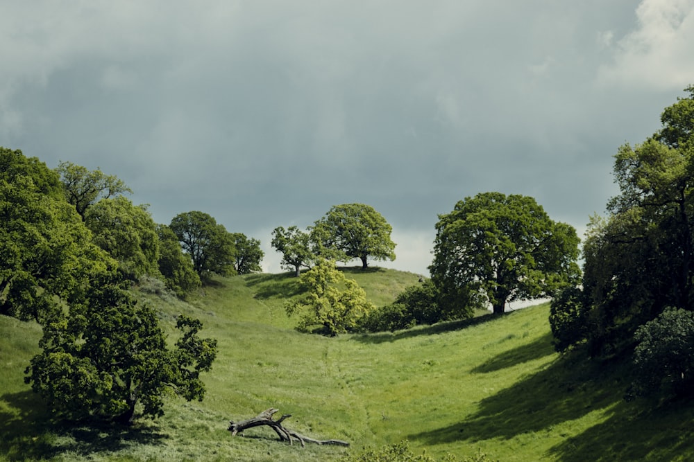 green grass field and trees under white clouds