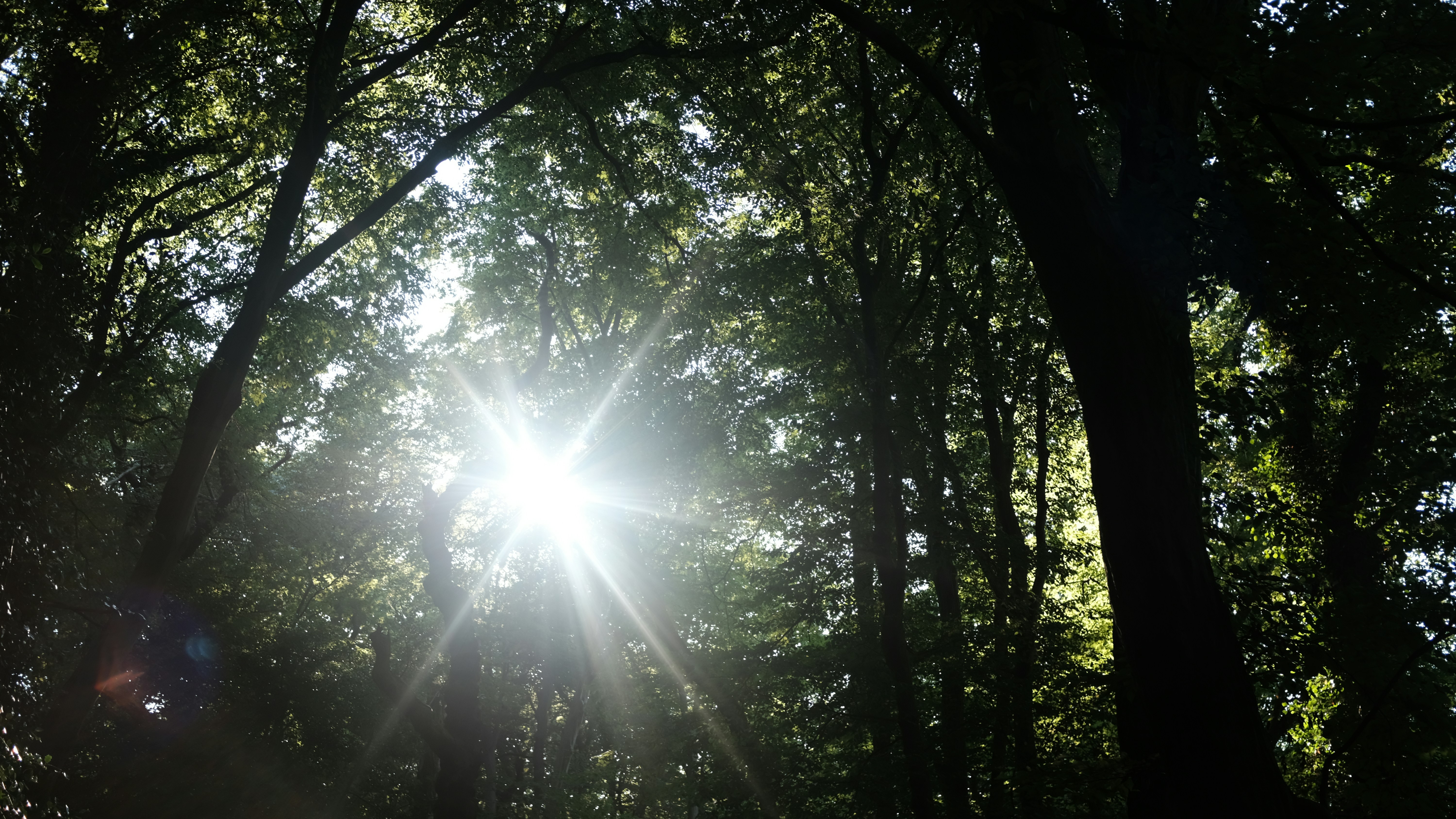 Sunlight streaming through forest canopy, golden rays, lush green environment