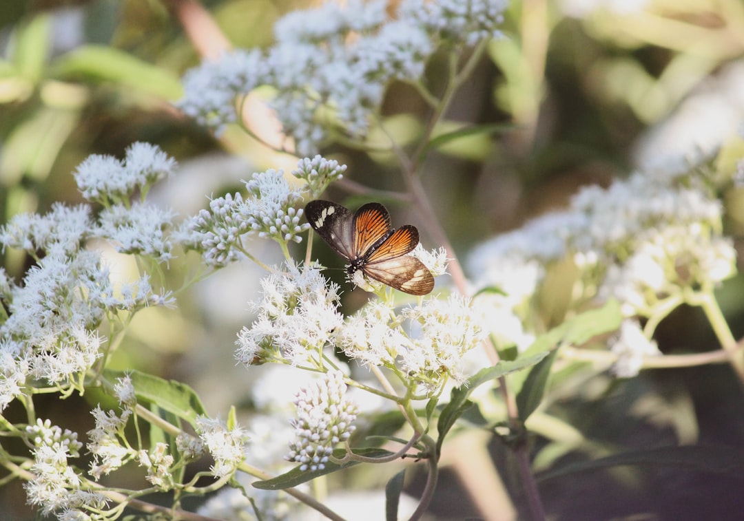 brown and black butterfly on white flower