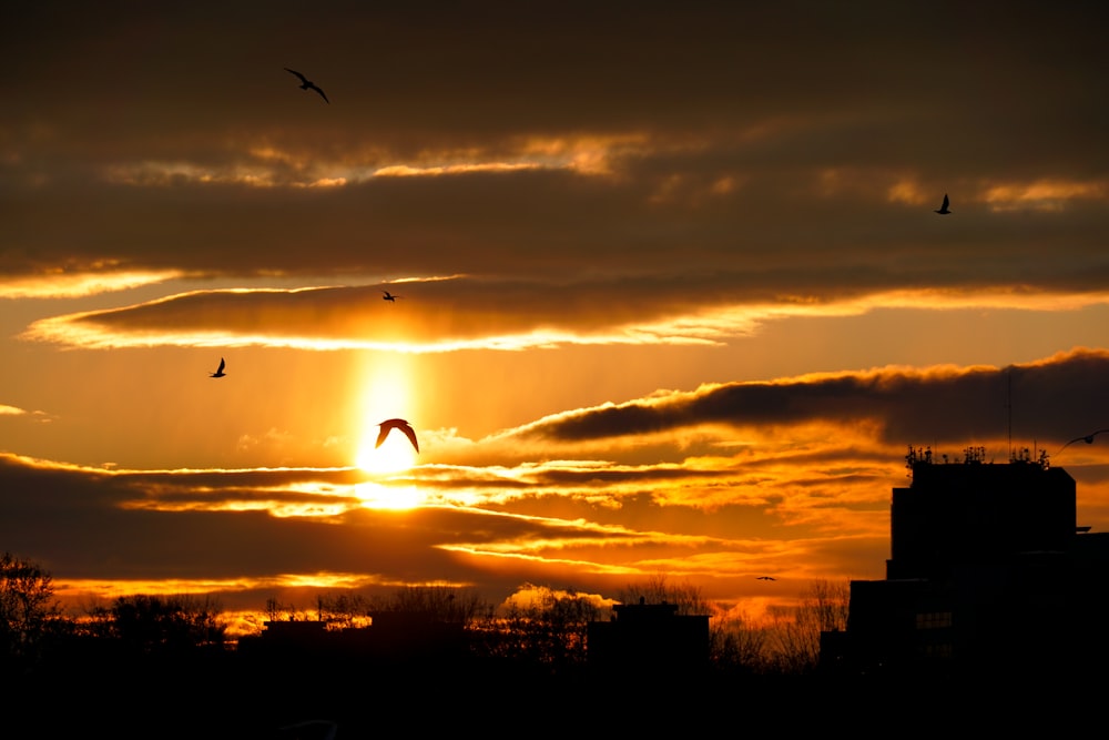 silhouette of person jumping on air during sunset