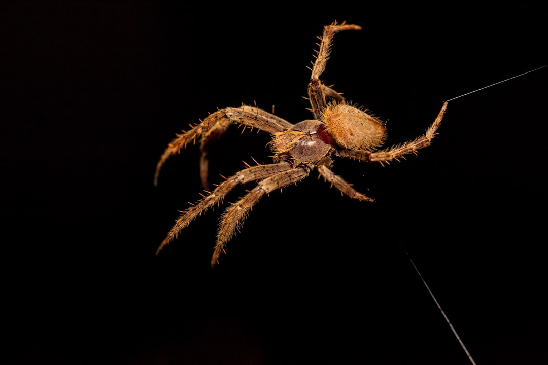 brown and black spider in black background