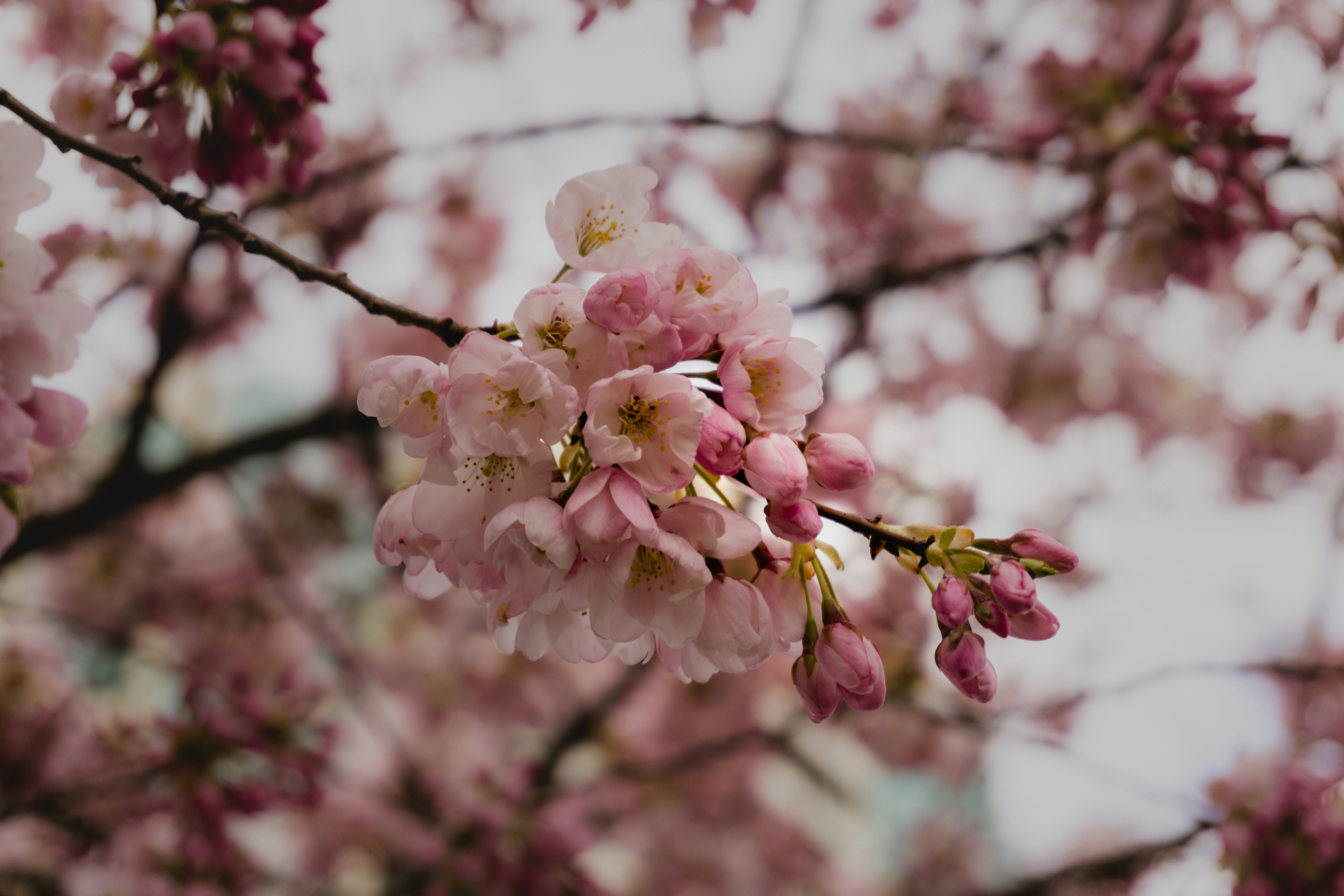 Photo by orenarypaladin