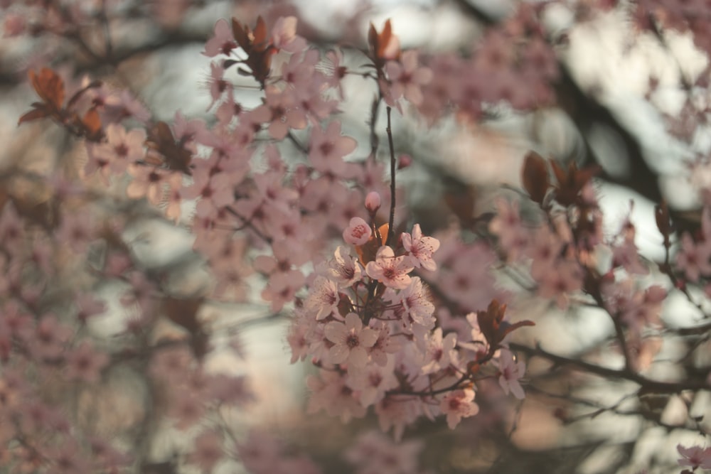 pink and white flowers in tilt shift lens