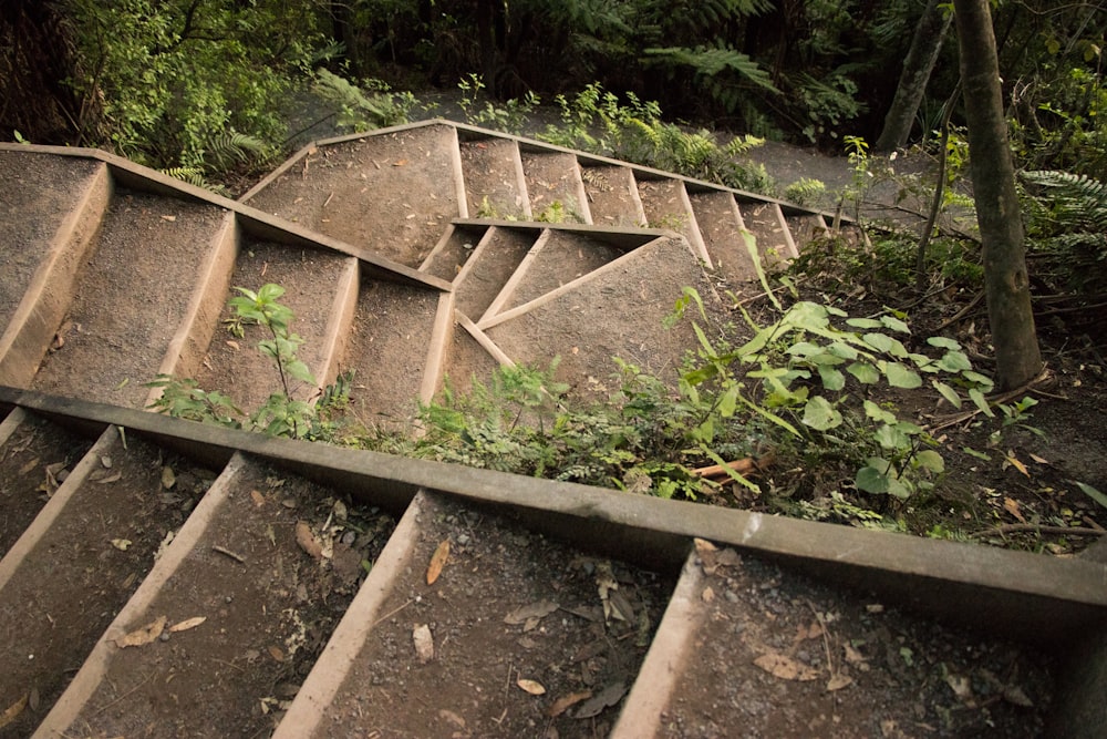 braune Betontreppe umgeben von grünen Pflanzen