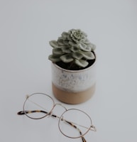 green succulent plant on brown clay pot