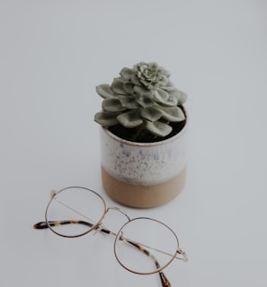 green succulent plant on brown clay pot