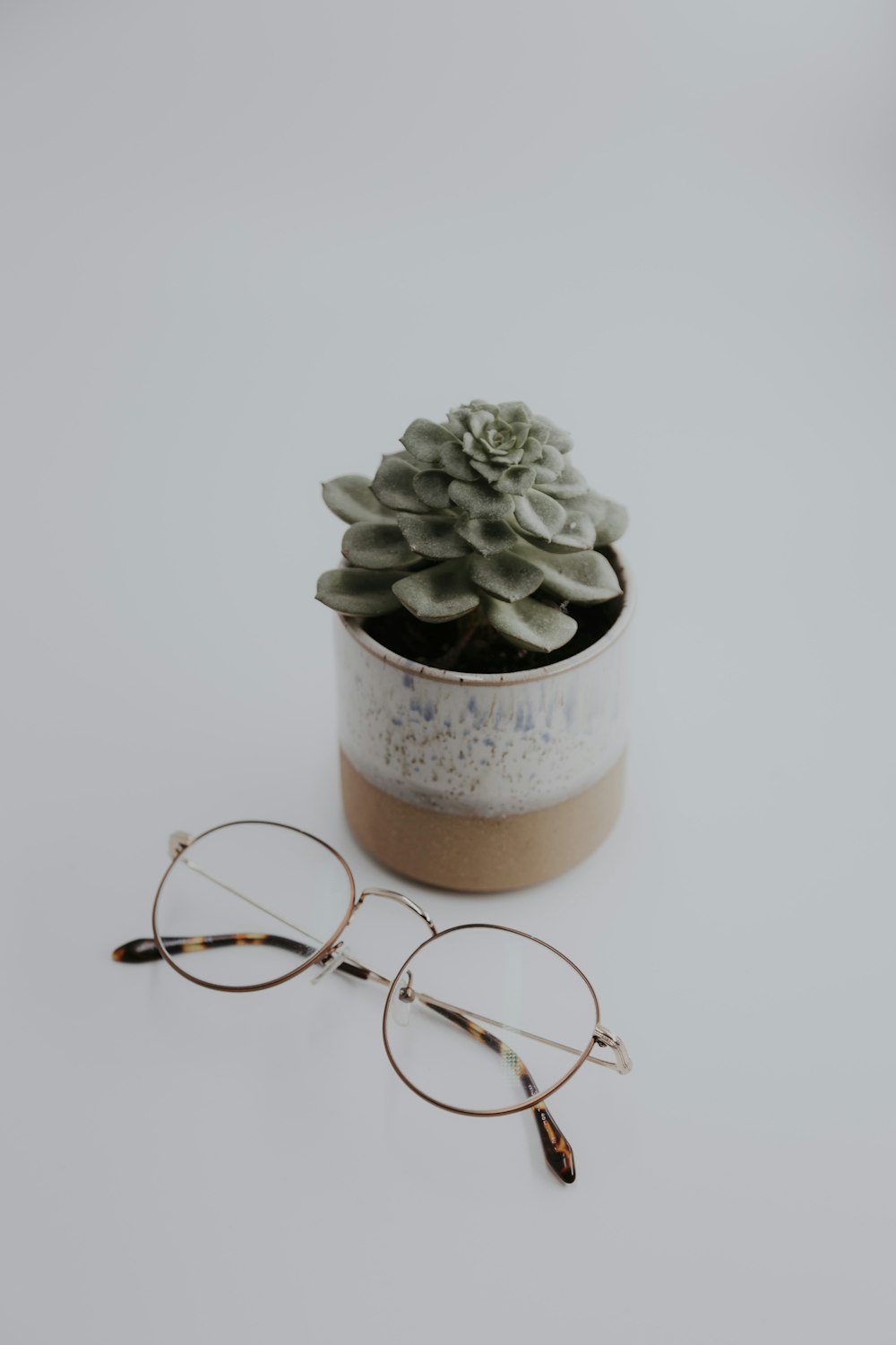 green succulent plant on brown clay pot