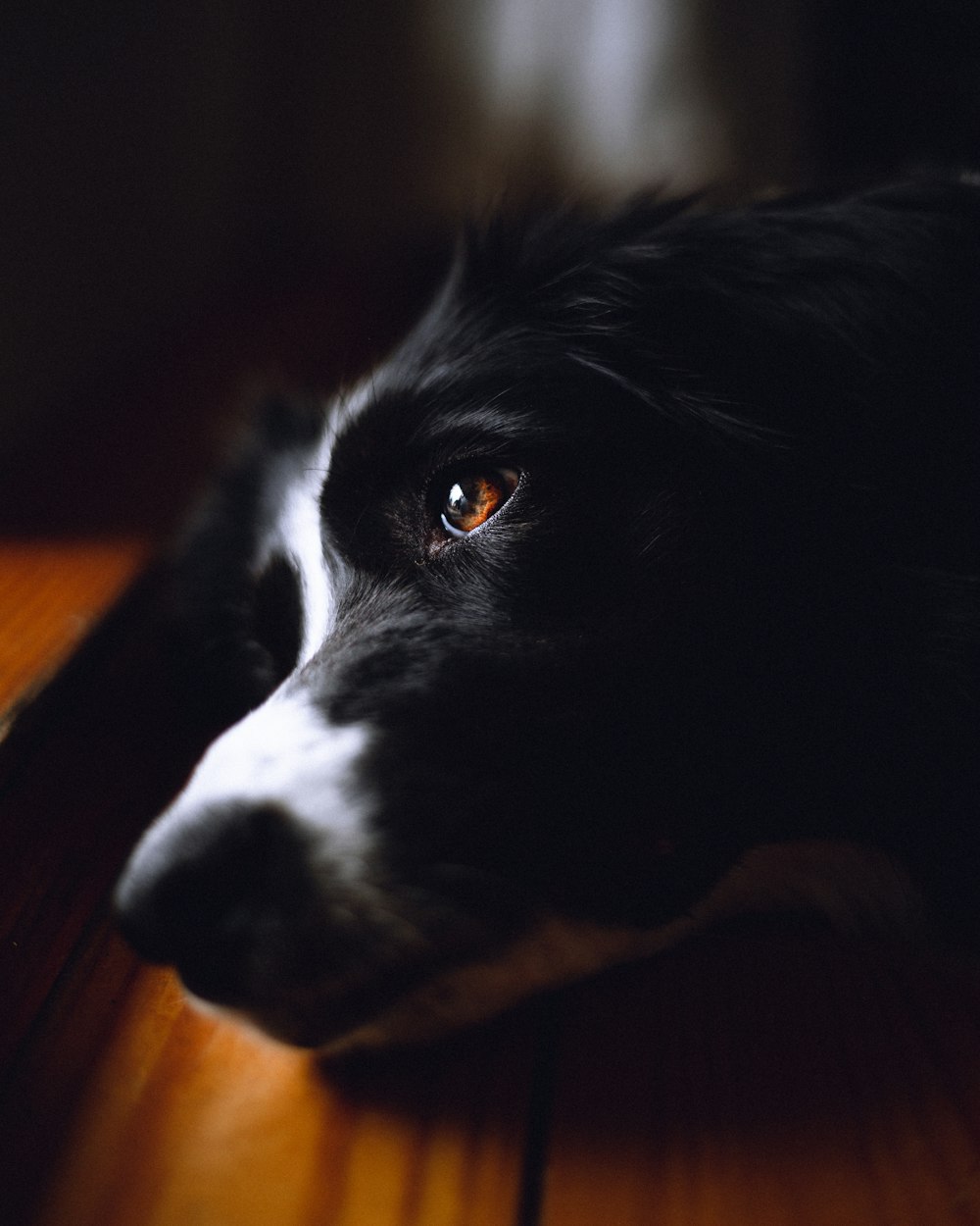black and white border collie mix