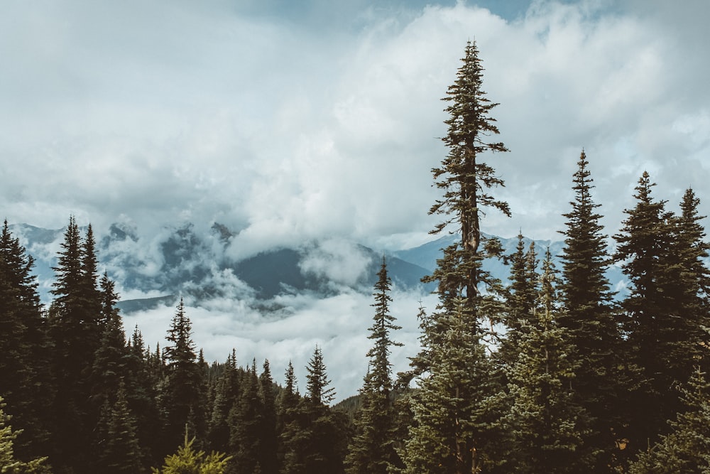 green pine trees under white clouds