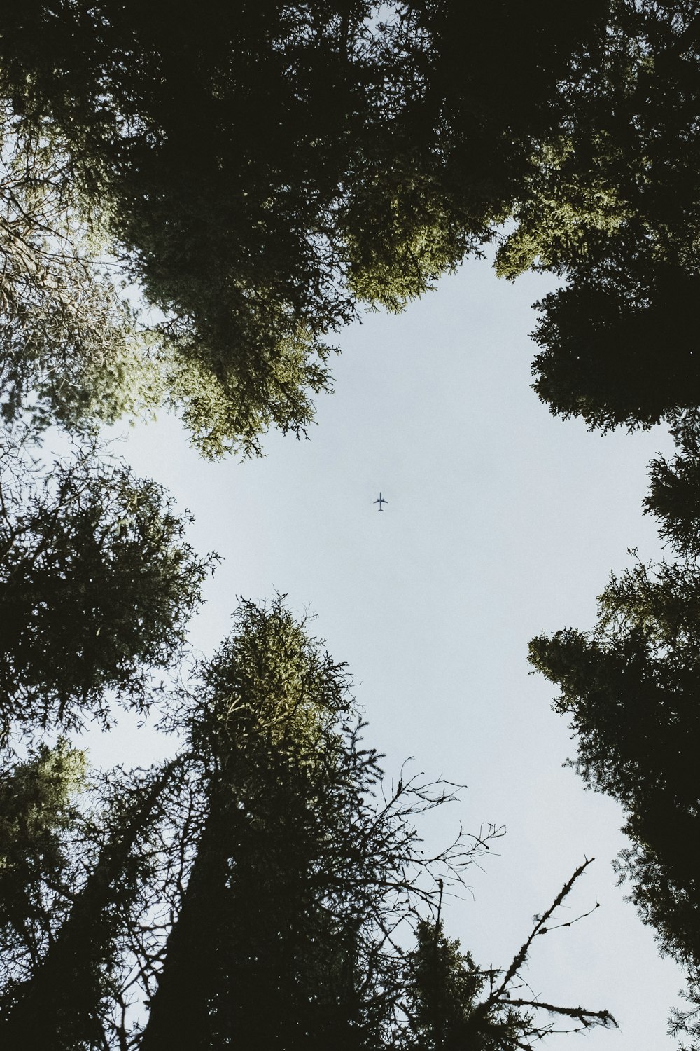 Fotografía de ángulo bajo de árboles verdes bajo el cielo azul durante el día