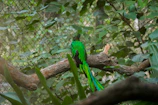 Close-up of vibrant tropical bird perched on a branch surrounded by dense foliage.