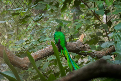 Close-up of vibrant tropical bird perched on a branch surrounded by dense foliage.