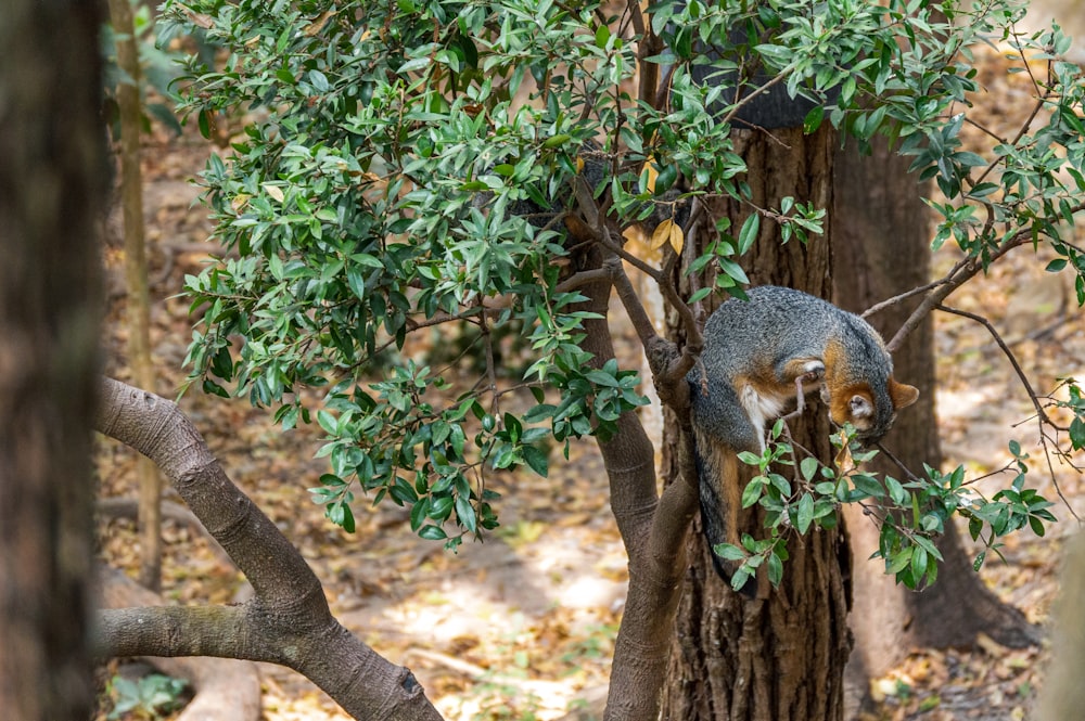 écureuil brun sur tronc d’arbre brun