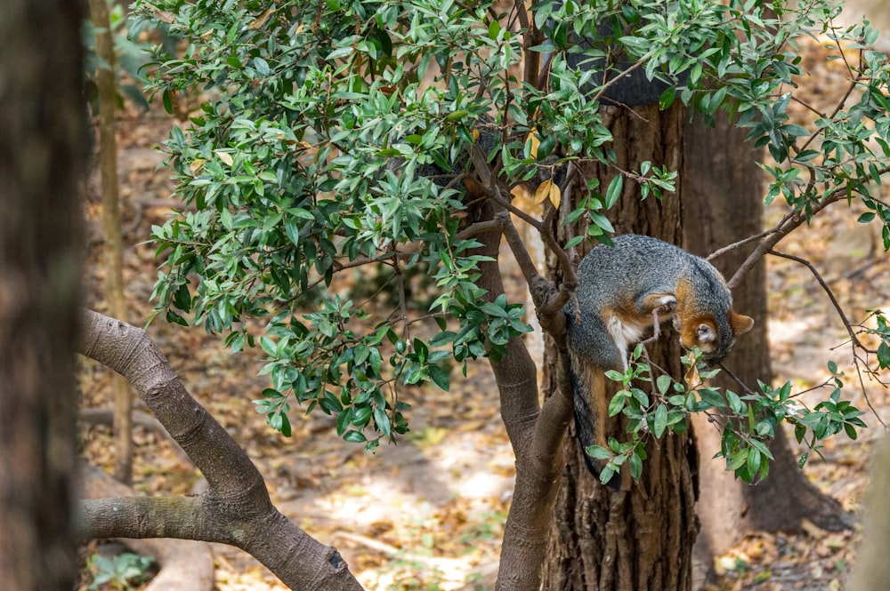 brown squirrel on brown tree trunk