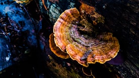 A close-up view of a fungus growing on a piece of wood, showcasing intricate patterns and colors ranging from orange to brown. The texture of the fungus is rough and layered, and the background features dark, weathered wood with hints of green moss.