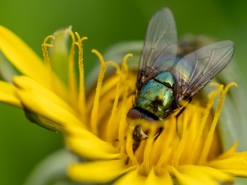 black and green fly perched on yellow flower
