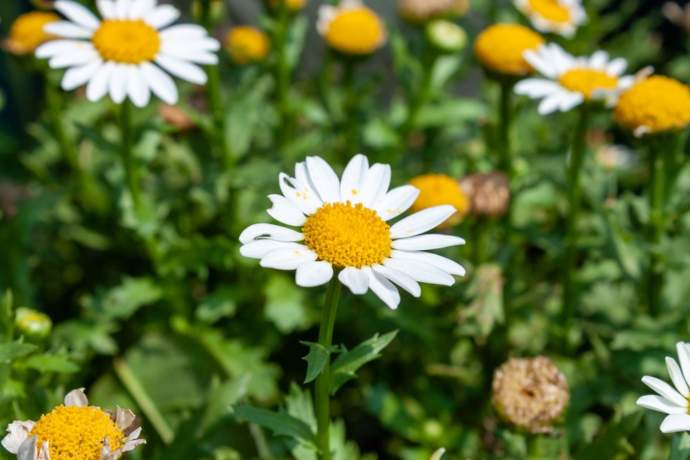 white and yellow daisy flower