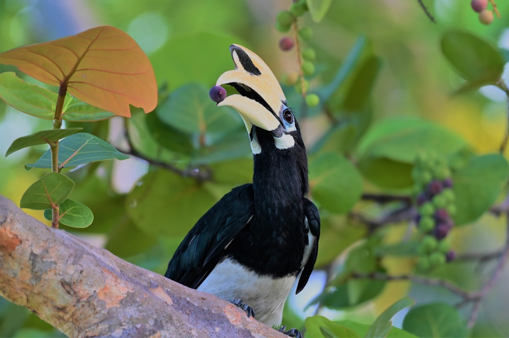 black and white bird on brown tree branch