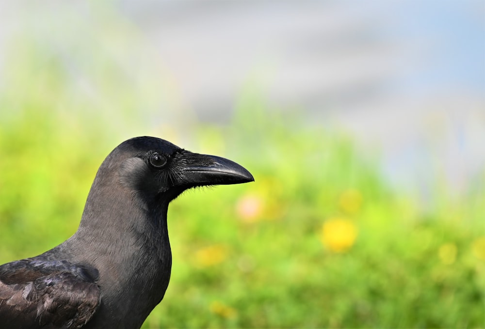 black crow in tilt shift lens