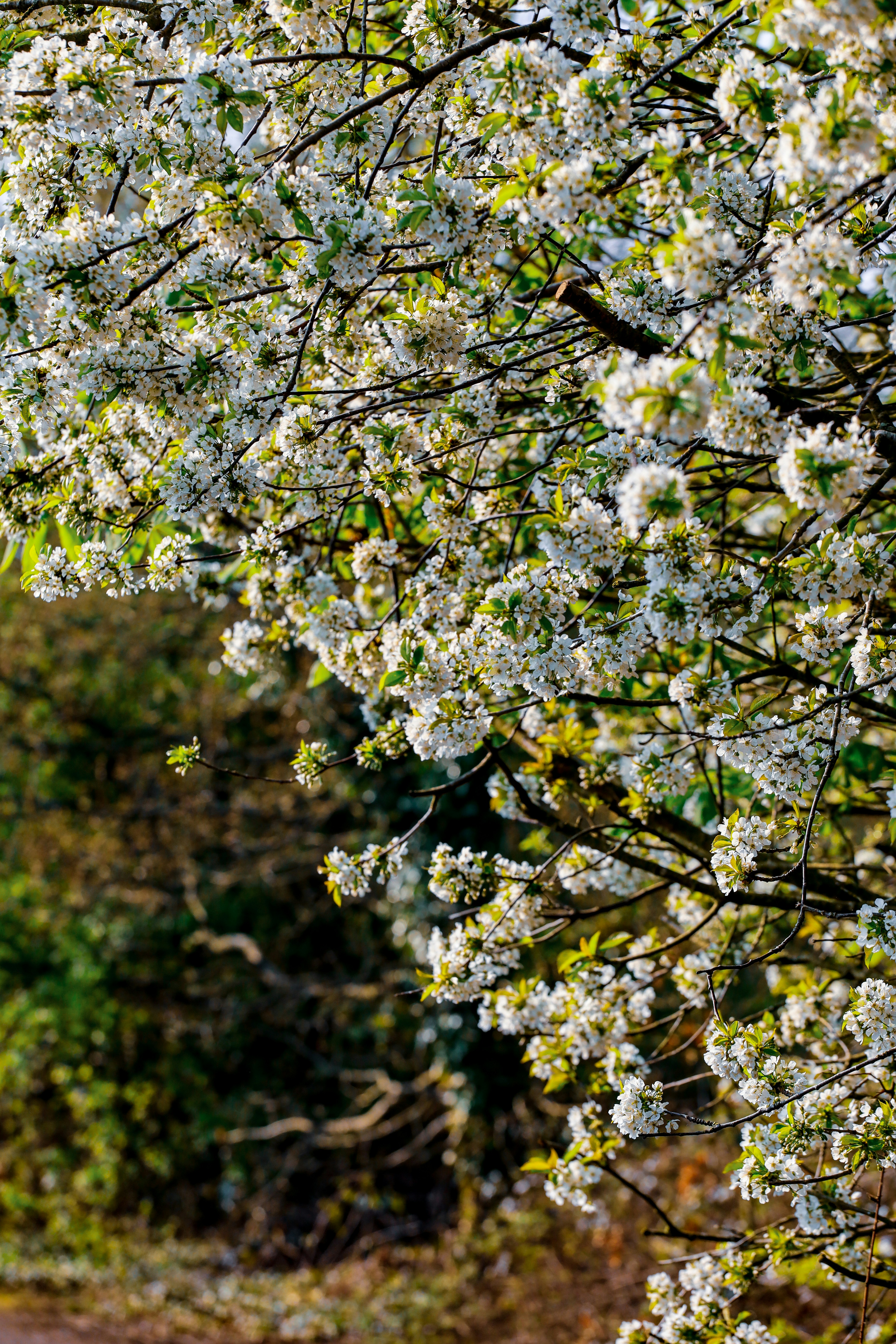 Photo by grievek1610begur
