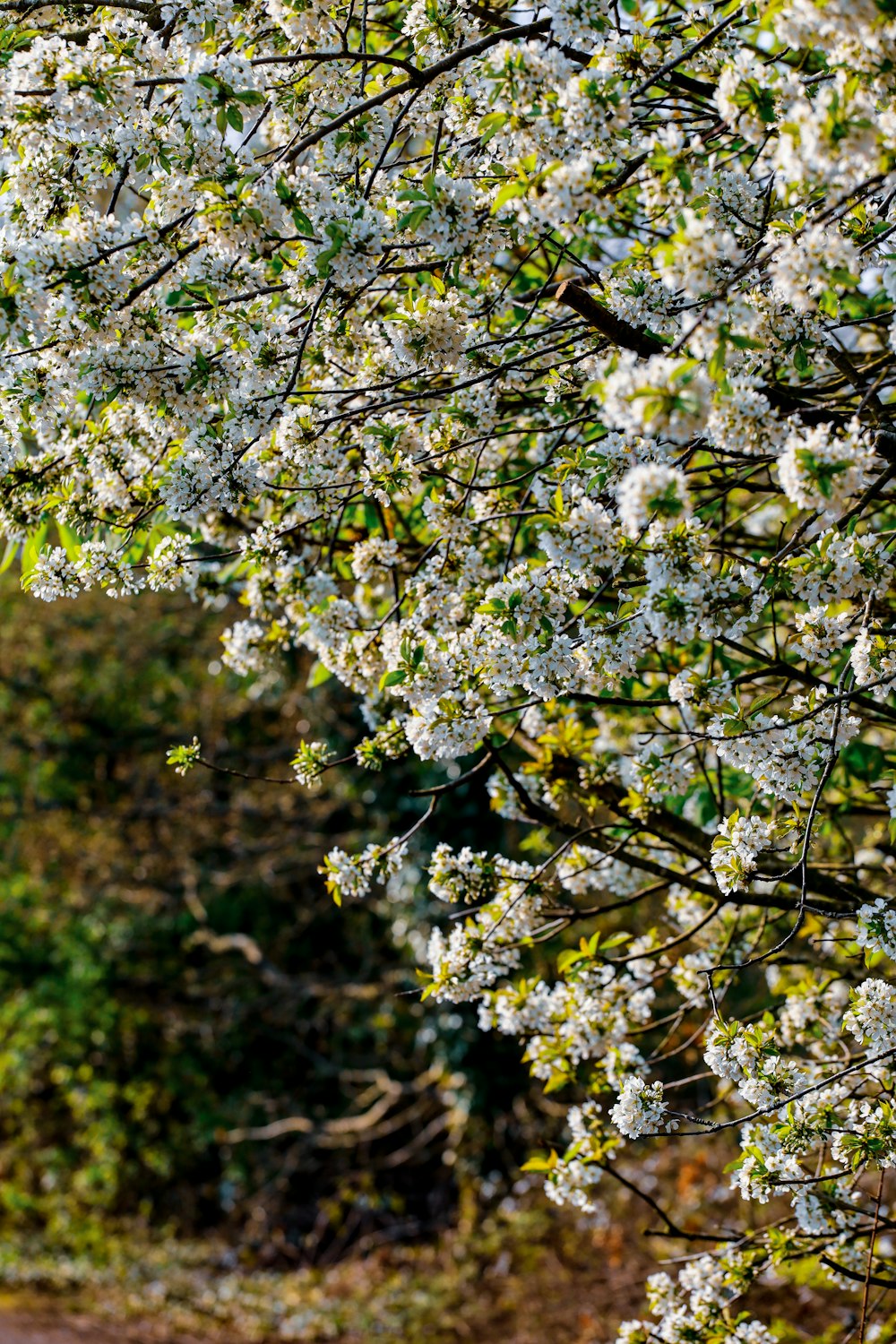 weißer Kirschblütenbaum tagsüber